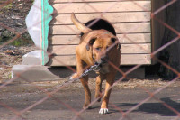 Контактные тренировки охотничьих собак будут запрещены