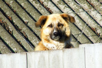 В Белгородской области очевидцы спасли собаку, не дождавшуюся помощи от специальных служб
