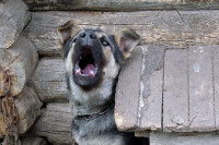 В Белгородской области возбудили уголовное дело по  нападению бешеной собаки на людей 