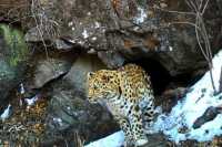 Дальневосточные леопарды сильные морозы пережидают в небольших пещерах