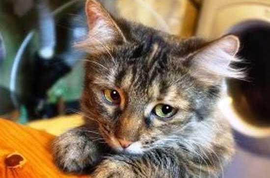 В Коми осудили мужчину, постиравшего в машине кота своей знакомой