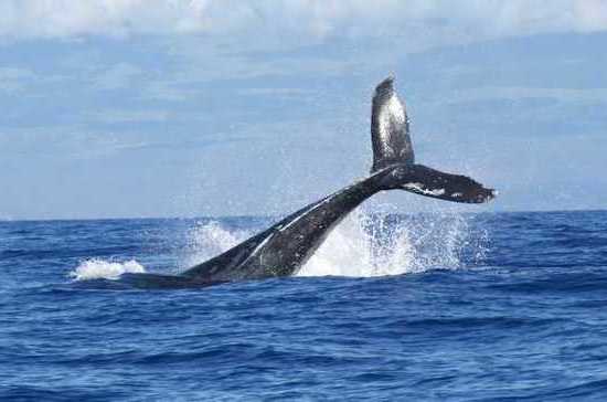 Впервые составлен фотокаталог горбатых китов, встречающихся у берегов Чукотки