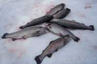В Санкт-Петербурге задержали «несуна» деликатесной продукции с рыбзавода
