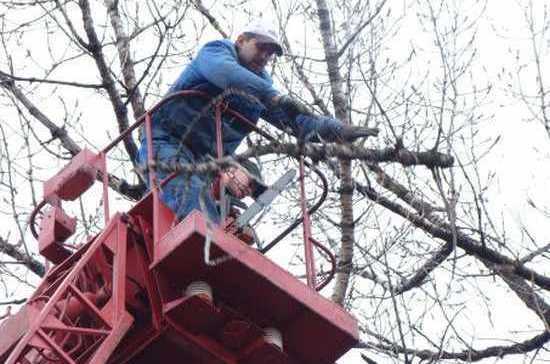 В Нижнем Новгороде застройщика лишили права на строительство за вырубку деревьев