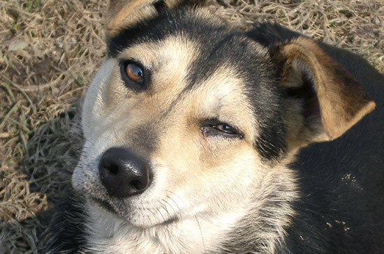 Согласительная комиссия по закону о подготовке собак завершила работу