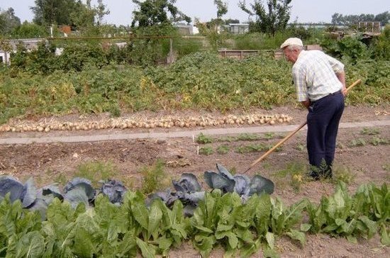 Герои Труда могут получить право на бесплатный дачный участок