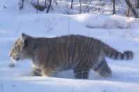 На Дальнем Востоке фотоловушки засняли нового детеныша тигра 