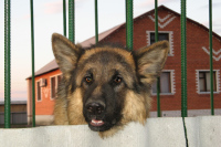 Законопроект о контактной тренировке собак могут рассмотреть 14 февраля