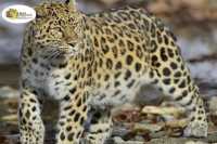 В Приморском крае вынесен приговор за незаконную охоту  в нацпарке «Земля леопарда»