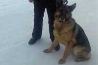 В Кемерове полицейская собака помогла задержать вора-рецидивиста
