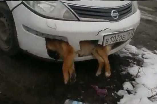 МВД Таганрога проверяет видео, где водитель ездил со сбитой собакой на бампере