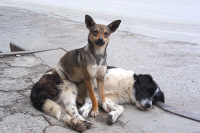 В Красноярке определят число бездомных собак