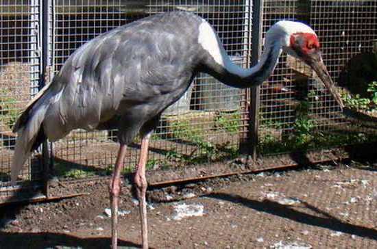 Челябинский зоопарк предложил мужчинам сравнить любимых женщин с питомцами зверинца