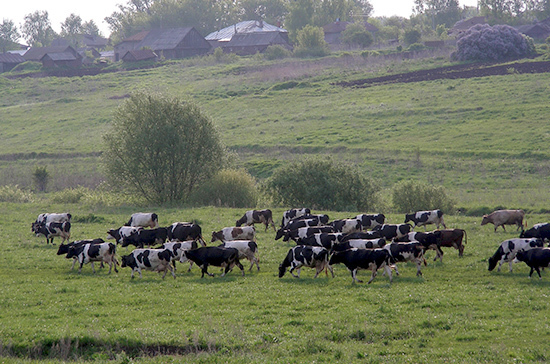 На Ставрополье власти выделят на развитие животноводства рекордные 1,5 млрд рублей