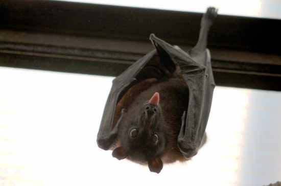 В России могут появиться заповедники для кротов и летучих мышей