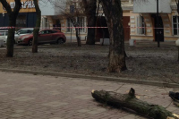 В Ростове-на-Дону погибла девушка от обрушения дерева на тротуар 