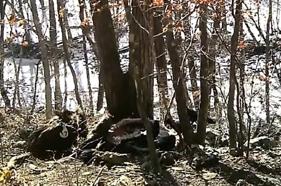 В Приморском крае впервые обнаружили редкого грифа с меткой из Монголии