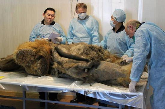 Учёный: ямальский мамонтёнок Люба не поможет возродить мамонтов