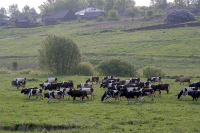В Краснодарском крае решили вернуть объём животноводства к докризисным показателям