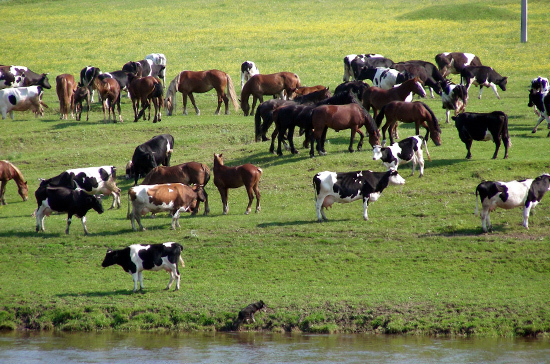 В Волгоградской области предложили ограничить количество скота в «безразмерных подворьях»
