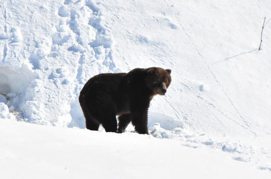 Первый весенний медведь проснулся в Кроноцком заповеднике на Камчатке