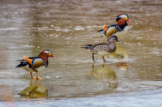 Краснокнижные утки-мандаринки вернулись на излюбленную реку в Приморском крае