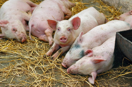 Россельхознадзор запретит поставки белорусских свиней с 10 апреля 