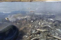 В челябинском озере всплывают тонны тухлой рыбы, выброшенной осенью