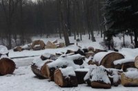 Путин разрешил россиянам собирать валежник в лесу