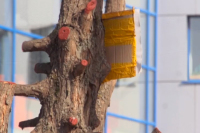В Костроме спецкомиссия проверит процедуру обрезки деревьев