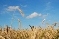 Экспорт зерновых вырос более чем на 42% в 2018 году, заявил Медведев