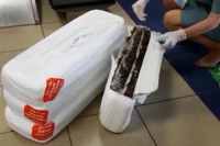 Сахалинские таможенники обнаружили 92 килограмма незаконно вывозимой кукумарии 