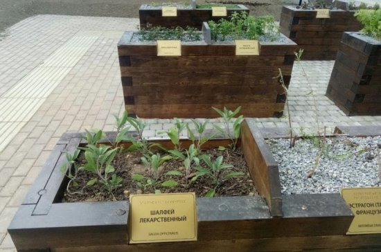 В Мичуринском парке на севере Петербурга открыли «Сад ощущений»