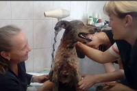 Псковские зоозащитники сообщили о состоянии собак, которых нашли залитых гудроном