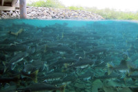 В Магадане биологи запустили в реку более 12 тысяч мальков горбуши