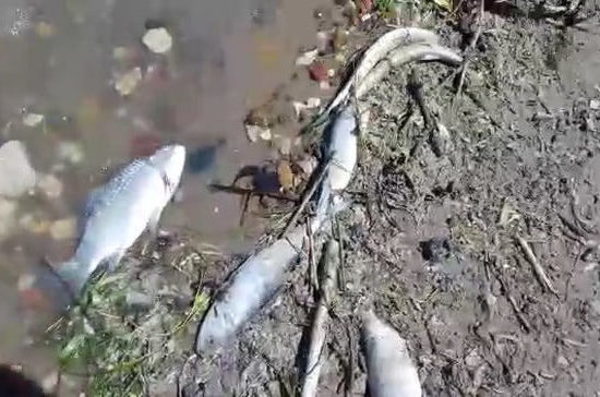 В Астрахани прокуратура проверяет причины массовой гибели рыбы