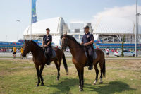 В Сочи во время чемпионата мира работают подразделения конной полиции и кинологической службы