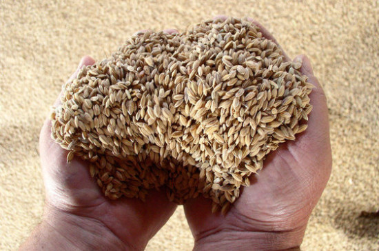 Минсельхоз заявил об увеличении экспорта зерна из России