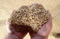В Ростовской области могут собрать 10 млн тонн зерновых