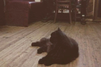 Из «Булгаковского дома» в Москве похитили кота Бегемота