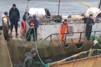 На Камчатке увеличили квоту на добычу лосося
