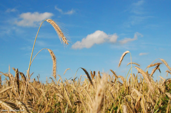 В Минсельхозе предлагают увеличить продажи зерна из интервенционного фонда