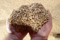 Правительство не планирует вводить экспортную пошлину на пшеницу