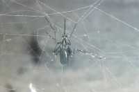 В Севастополе обнаружили опасного тропического комара