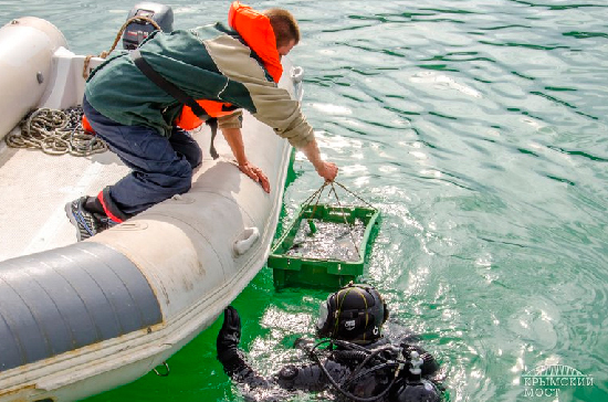 Как спасти от чёрных водолазов подводные сокровища России