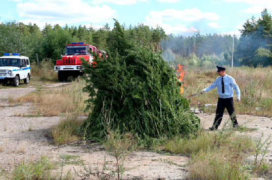 Что нельзя выращивать на огороде 