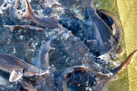 Более 2,5 тысячи тонн рыбы вырастили в хозяйствах Подмосковья