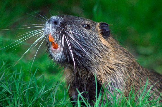 В Алтайском крае бобр оставил без света 1,5 тысячи человек