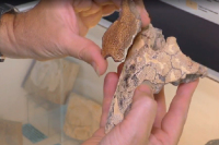 Самарские учёные изучают уникальные останки ископаемых