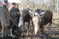 В России могут ввести госпошлину за выдачу охотничьего билета